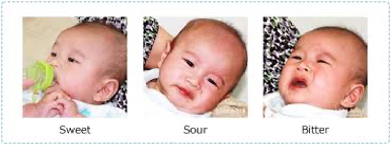 <p><span style="font-family: Arial">•sweet tastes</span></p><p><span style="font-family: Arial">•their mother’s breast milk</span></p><p><span style="font-family: Arial">•Prefers foods their mother consumed while pregnant</span></p>