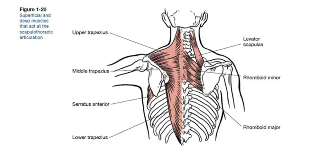 <ol><li><p><strong>elevation</strong></p><ol><li><p>Upper fibers of the trapezius</p></li><li><p>Levator Scapulae</p></li></ol></li><li><p><strong>upward rotation</strong></p><ol><li><p>Lower fivers of the scapula</p></li><li><p>upper fibers of the trapezius</p></li><li><p>Serratus Anterior</p></li></ol></li><li><p><strong>retraction</strong></p><ol><li><p>middle fibers of the trapeizus</p></li><li><p>Rhomboid Minor</p></li><li><p>Rhomboid Major</p></li></ol></li><li><p><strong>depression</strong></p><ol><li><p>lower fibers of the trapezius</p></li><li><p>Pectoralis Minor:</p></li></ol></li><li><p><strong>Downward rotation</strong></p><ol><li><p>Rhomboid minor</p></li><li><p>Rhomboid Major</p></li><li><p>Levator Scapula&nbsp;</p></li><li><p>Pectoralis Minor:</p></li></ol></li><li><p><strong>protraction</strong></p><ol><li><p>Pectoralis Minor:</p></li><li><p>Srratus Anteior </p></li></ol></li><li><p><strong>Holding</strong></p><ol><li><p>Serratus Anterior </p></li></ol></li></ol><p></p>