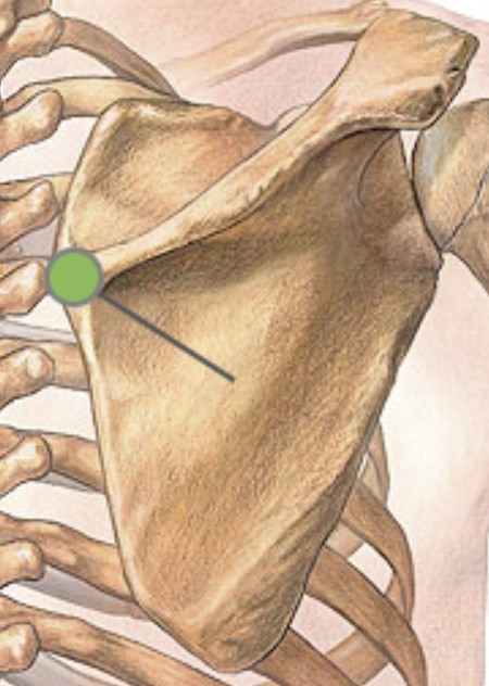 <p>Which bone landmark of the scapula is a concave depression inferior to the spine?</p>