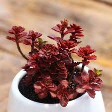 <p><span>Succulent perennial with fleshy green leaves and clusters of small, star-shaped pink or red flowers. Used as groundcover and in rock gardens.</span></p>