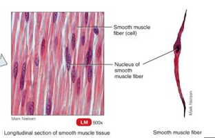 <p>usually involuntary; non-striated fibres</p>