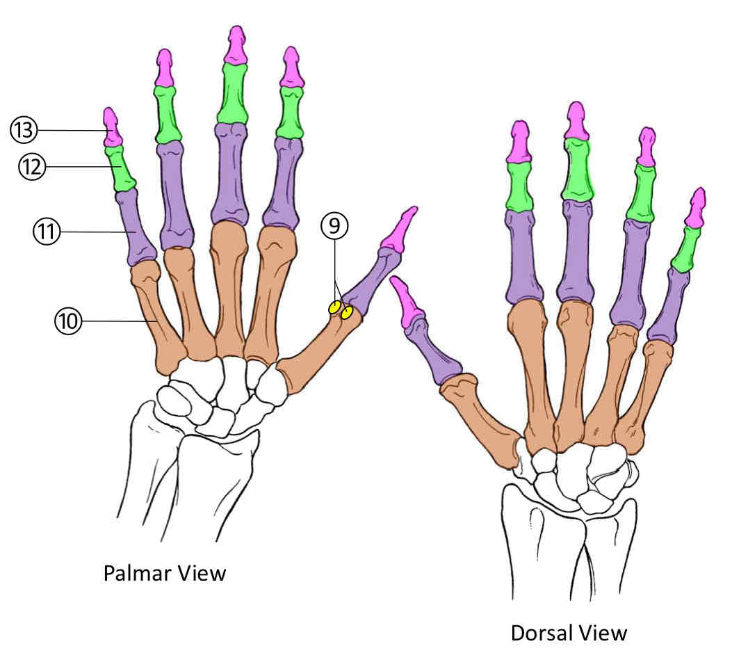 <p>13 (of phalanges)</p>