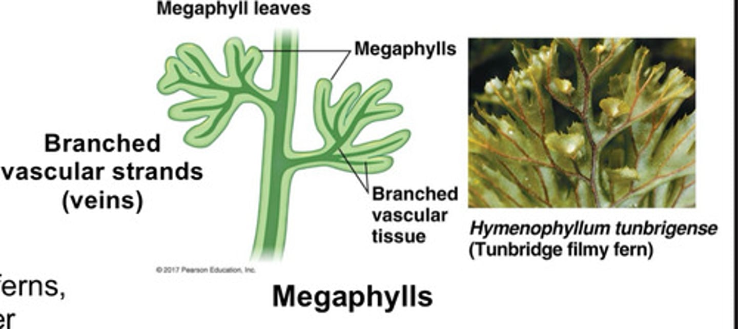 <p>Larger leaves with branched vascular network</p>