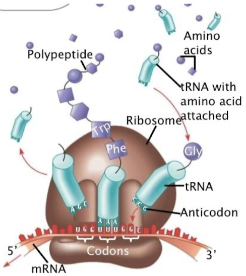 <p>EF-Tu = EF1alpha which brings the charged tRNA to the A site.</p><p>EF-Ts = EF1beta-gamma which facilitates the exchange of GDP for GTP of EF-Tu.</p>