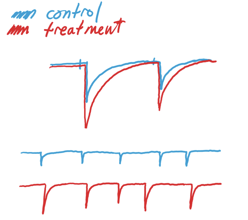 <ul><li><p>no ∆ in paired pulse ratio (B/A) or miniature frequency</p></li><li><p>amplitude increase in all currents </p><ul><li><p>current gets bigger but ratio doesn’t change (they both get bigger)</p></li></ul></li></ul><p></p>