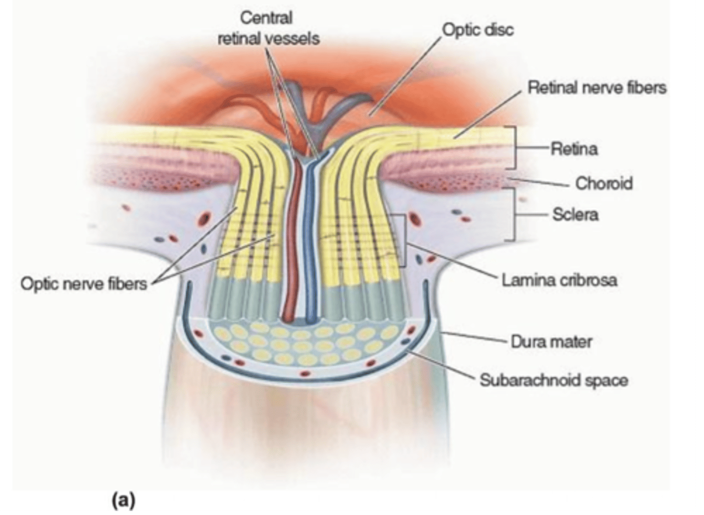 <p>Retinal nerve fibers make a 90 degree turn at the optic disc and exit as the optic nerve</p>