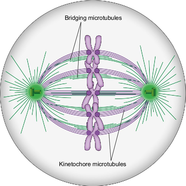 <p>Kinetochore</p>