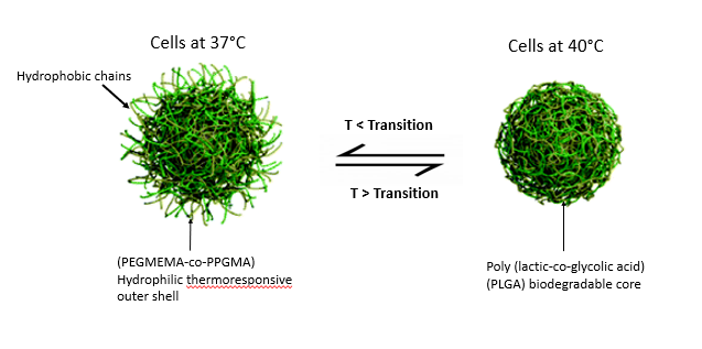 <ul><li><p>standard chemotherapy drugs are predominatindly hydrophobic</p></li><li><p>need large doses= side effects</p></li><li><p>Tumours are slightly hyperthermic (+1–2 °C) compared to surrounding healthy tissue</p></li><li><p>Encapsulate drug in a ‘thermoresponsive vehicle’ to target the therapy to tissue at elevated temperature while leaving other tissues unaffected</p></li><li><p>Hyperthermic region can be defined by the application of external ultrasound, or by near-infra-red irradiation</p></li><li><p>outside capsule is temperature sensing hydrophobic polymer strands</p></li><li><p>increase temp to 40c &gt; hydrophobic chains collapse &gt; can be absorbed by tumour cell</p></li></ul><p></p>
