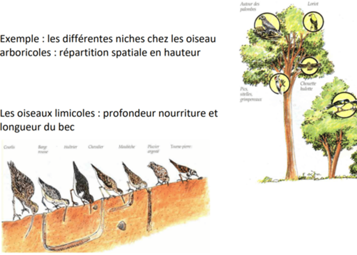 <p>Combinaisons de gammes de conditions et de qualité de ressources sous lesquelles un organisme peut vivre et maintenir une population viable.</p>
