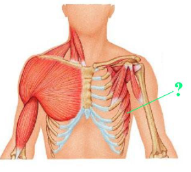 <p><span>Identify the indicated muscle.</span></p>