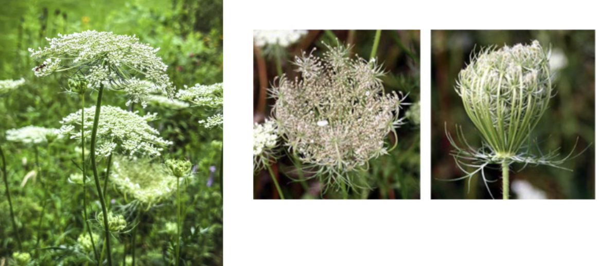 <p>Queens annes lace/ wild carrot A</p>