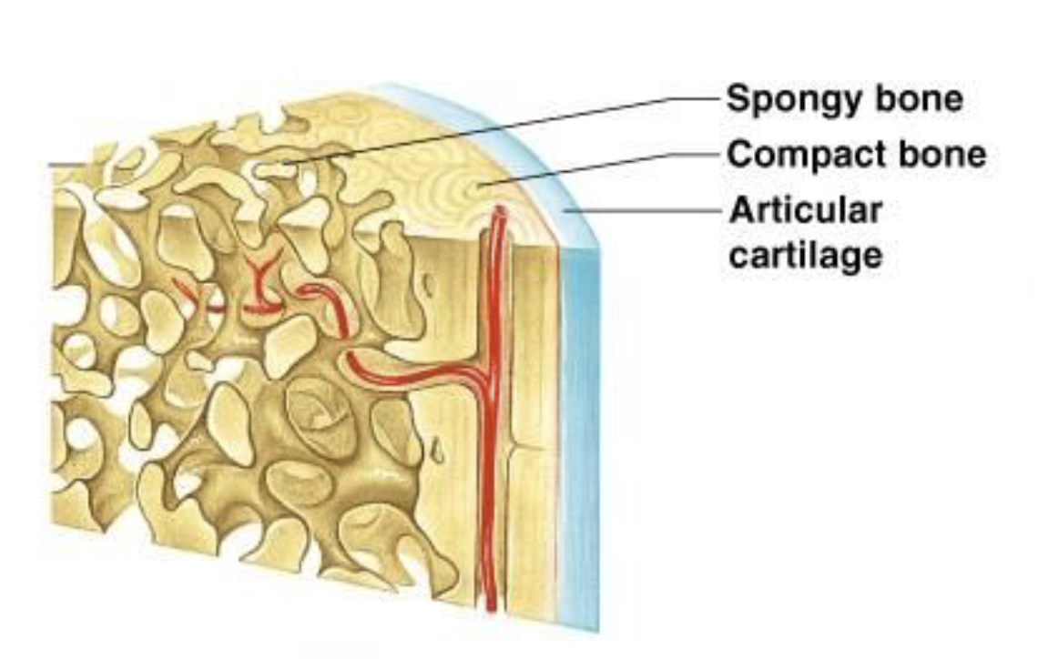 <p>Compressive, flexible bone usually on bone ends (epiphysis). The trabeculae running throughout gives the bone its load-bearing capability and 'spongy' look.</p><p></p>