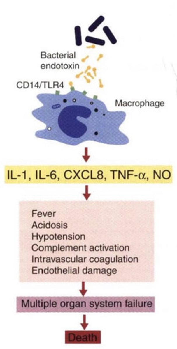<p>why is an immune response causing death?</p>