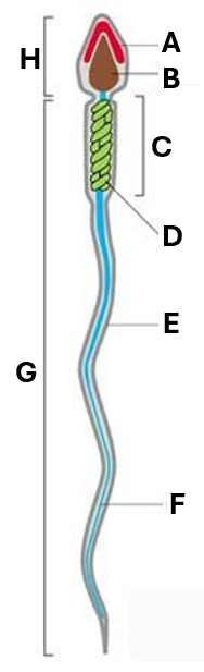 <p>What does ‘B’ indicate on this diagram of a spermatozoa?</p>