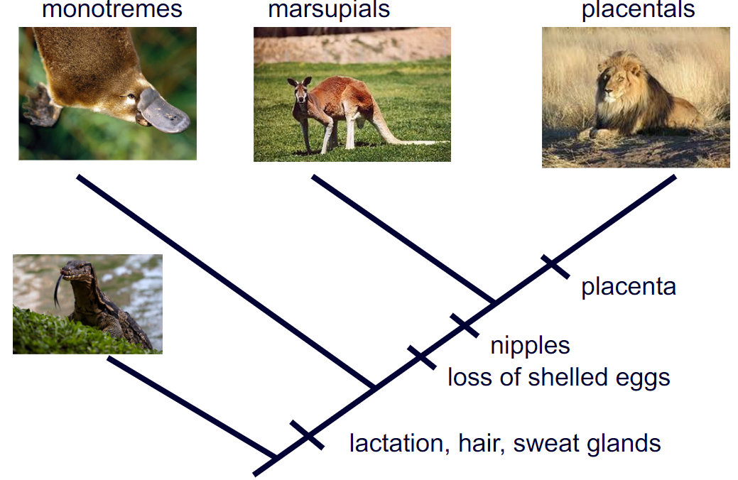 <p>According to this phylogenetic tree, are platypus eggs and komodo dragon eggs homologous?</p>