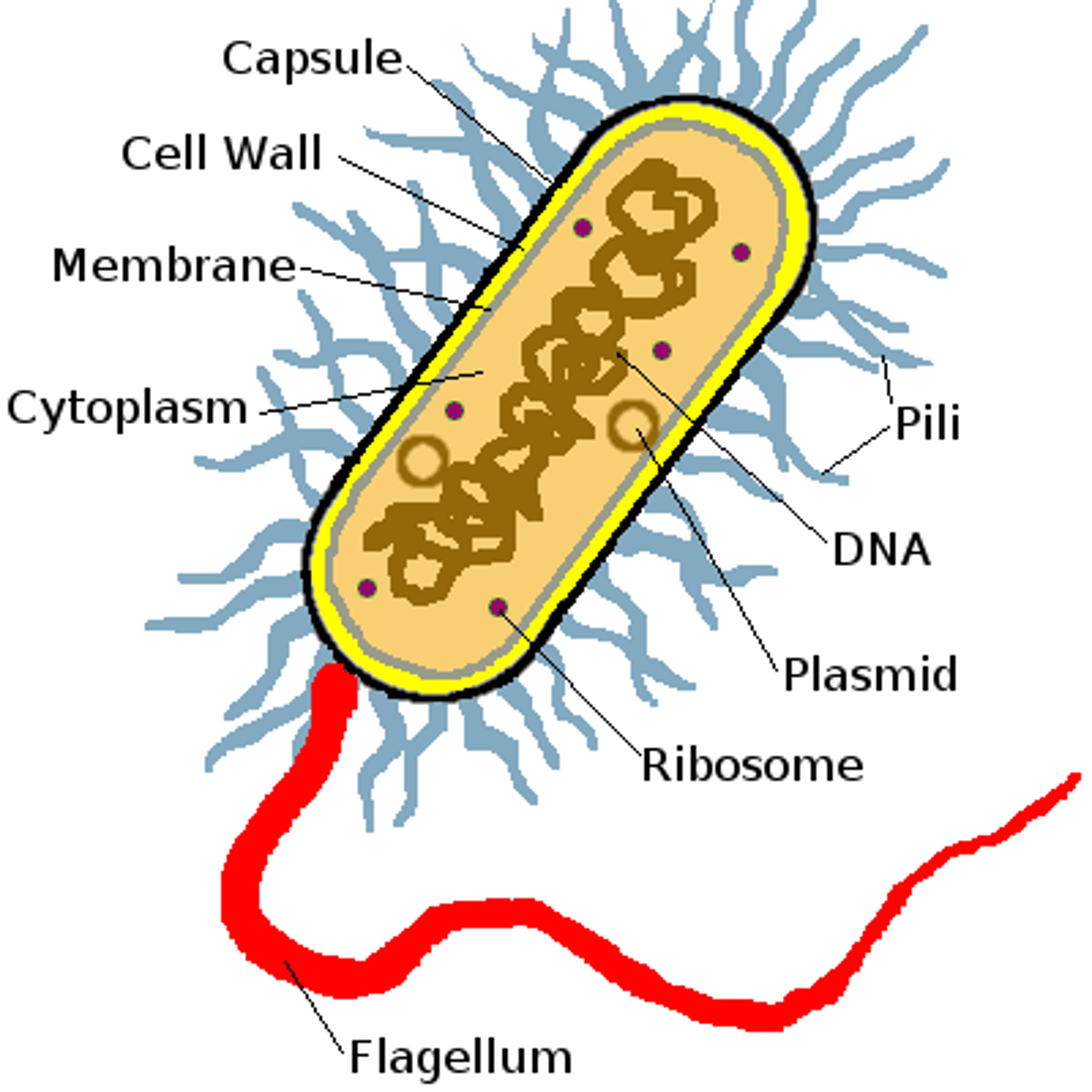 <p>Capsule- outermost</p><p>Cell wall</p><p>Cell membrane- innermost</p><p>nuclear area</p><p>ribosomes</p><p>pili</p><p>flagella</p>