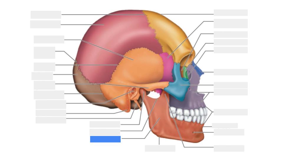 <p>Label the blue highlight</p>