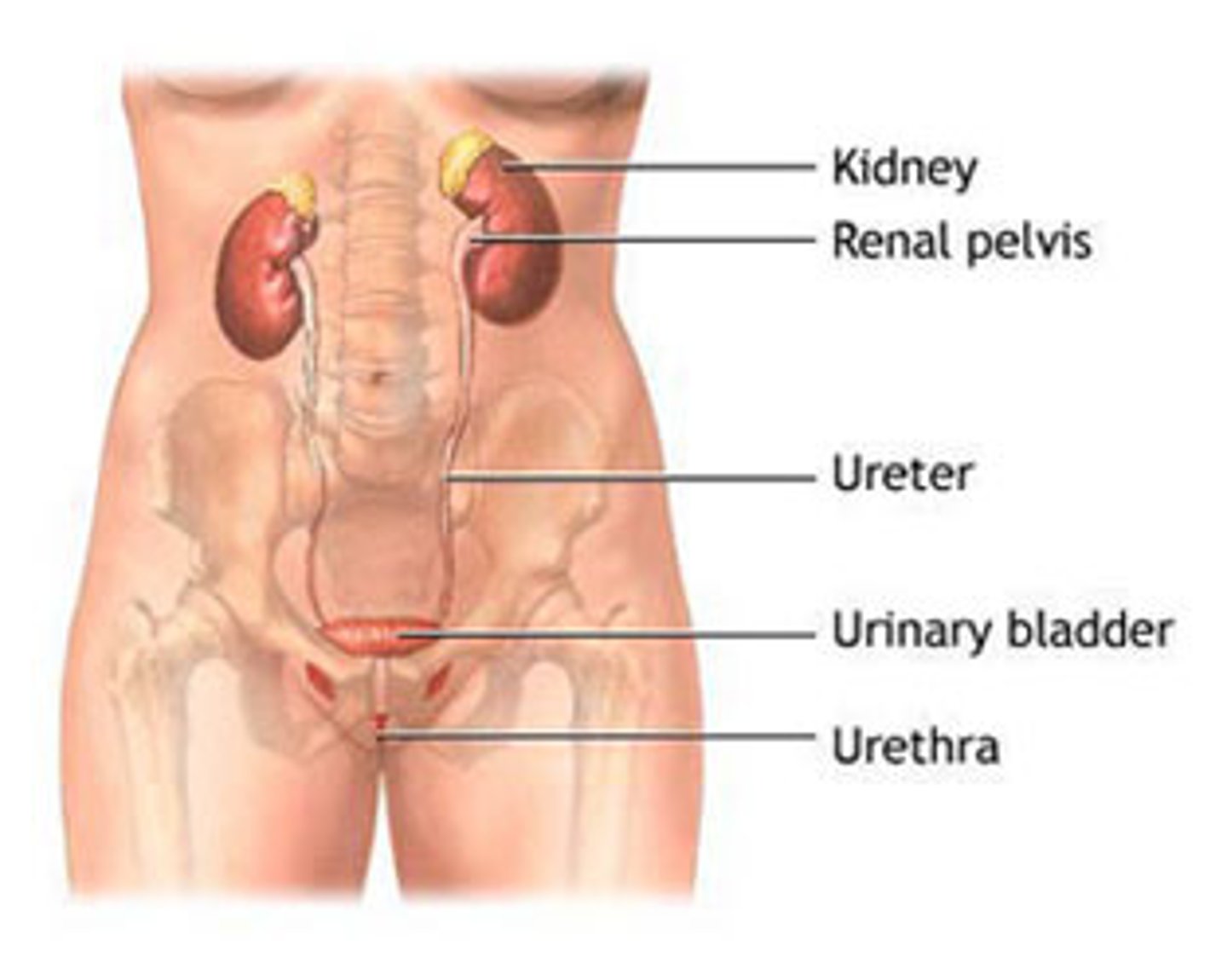 <p>Urethra</p>