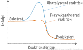 <p>Sänker aktiveringsenergin i biokemiska processer<br>Påverkar <u>inte</u> K</p>