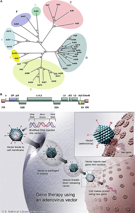 <p>How is <strong>adenovirus </strong>used as a<strong> biotherapeutic tool?</strong></p>