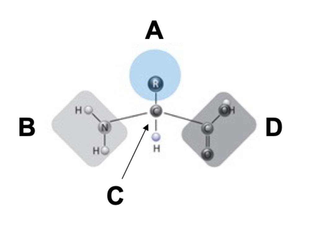 <p>What letter refers to the Alpha Carbon?</p>
