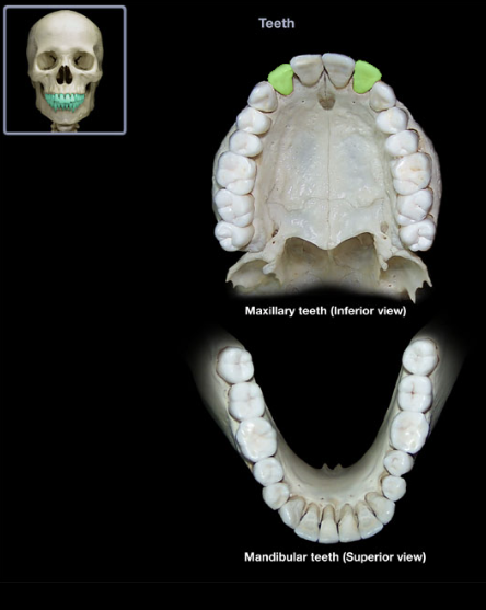 knowt flashcard image
