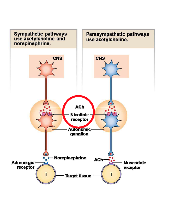 <p>Both sympathetic and parasympathetic neurons release… </p>