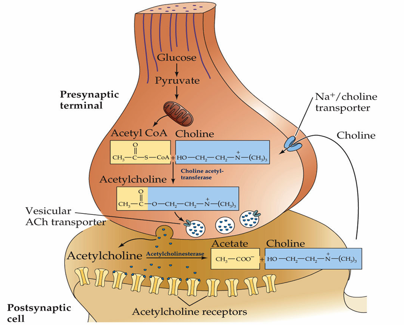 <p>Degradation. Acetylcholine is rapidly metabolized in the synapse by the enzyme, acetylcholinesterase</p><ul><li><p><span>In contrast to glutamate, acetylcholine is not rapidly removed from the synaptic cleft by transporters, it is instead broken down by acetylcholinesterase which reduces it to acetate and choline</span></p><ul><li><p><span>From here the acetate is broken down and the choline is recycled via the Na+/Choline transporter that facilitates its reuptake into the presynaptic neuron. </span></p></li></ul></li></ul><p></p>