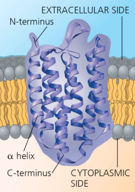 <p>Bacteriorhodopsin (a bacterial transport protein) </p>