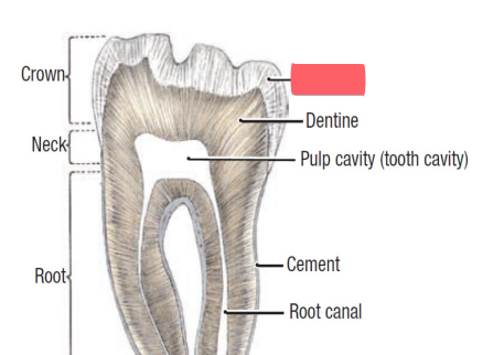 <p>of teeth</p><ul><li><p>mostly CaPO4 (hydroxyapatite)</p></li></ul><p></p>