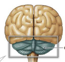 <p>automatic processing center that coordinates and modulates motor commands from cerebral cortex</p>