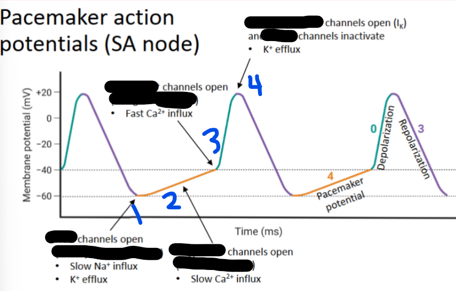 <p>4 - __-__ __ channels open and _-__ channels inactivate (I_)</p>
