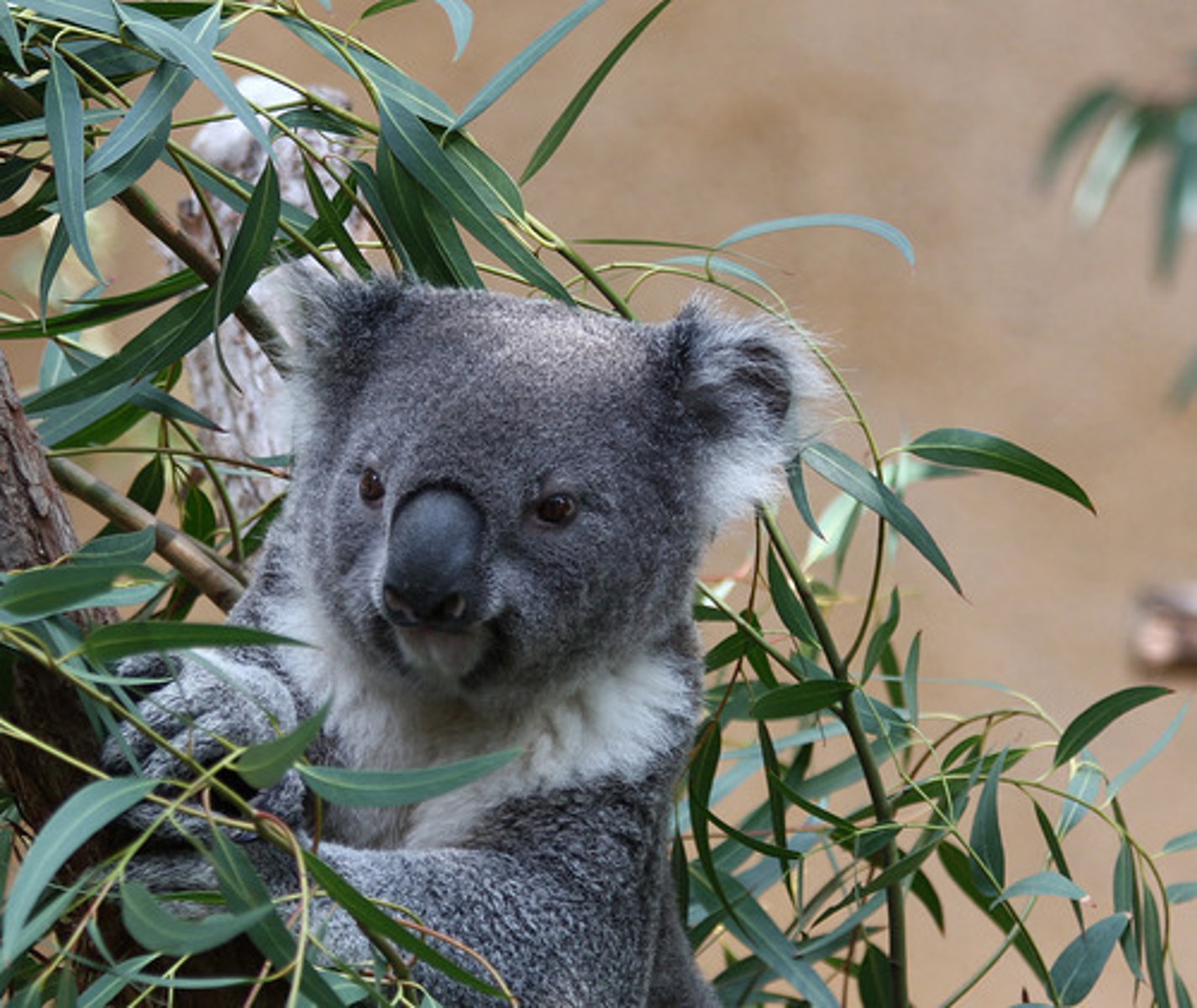 <p>Species that only live under a narrow range of biotic or abiotic conditions</p>