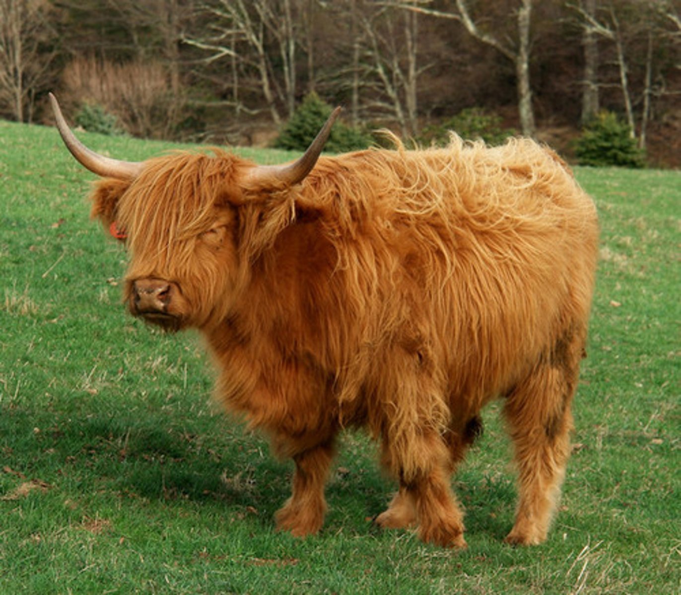 <p>Speciality cattle breed:</p><p>-Summer hair coat</p><p>-longer horns</p><p>-shaggy/rugged</p>