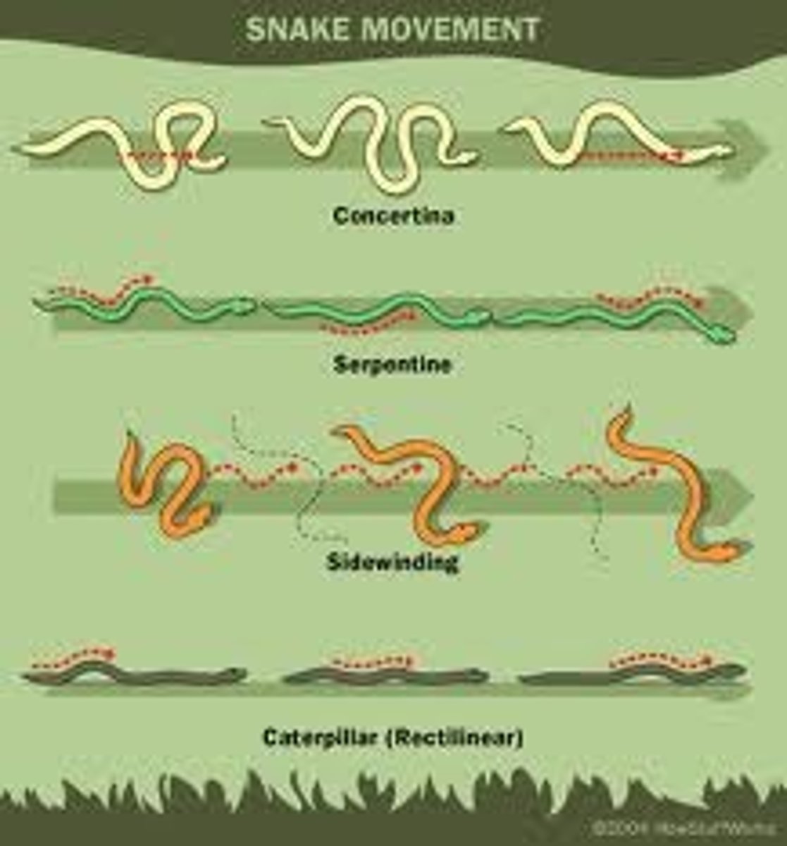<p>-Serpentine</p><p>-Rectilinear</p><p>-Concertina</p><p>-Sidewinding</p><p>-Lasso locomotion</p>
