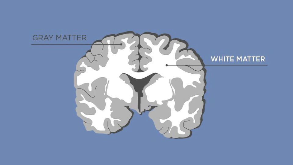 <p>axons connecting different parts of grey matter to each other</p>