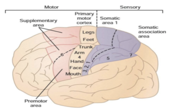 <ul><li><p>Located on the <strong>precentral gyrus</strong> (front of central sulcus).</p></li><li><p>Controls <strong>voluntary movement</strong> on the <strong>opposite side</strong> of the body</p><ul><li><p>More than one half of the entire primary motor cortex is concerned with motor control of the muscles of the hands and the muscles associated with speech</p></li></ul></li></ul><p></p>