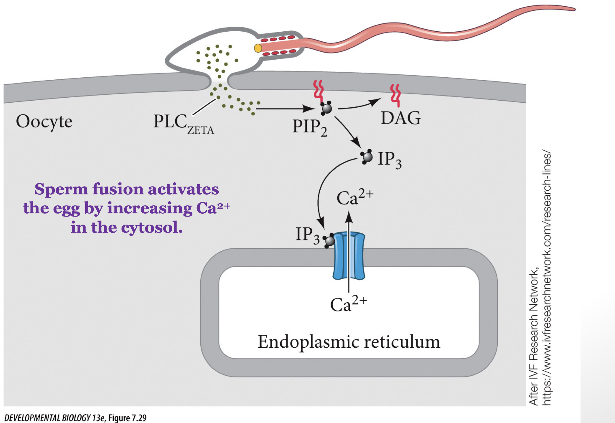 <p>sperm fusion activate egg by increasing Ca2+ in cytosol, causing enzymes to be exocytosed changing the conformation of zona pellucid so no other sperm can enter </p>