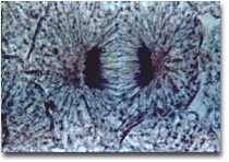 Paired chromosomes are pulled apart; now called daughter cells