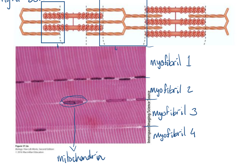 <p>striated: <span>marked with long, thin parallel <u>streaks</u>.</span></p>