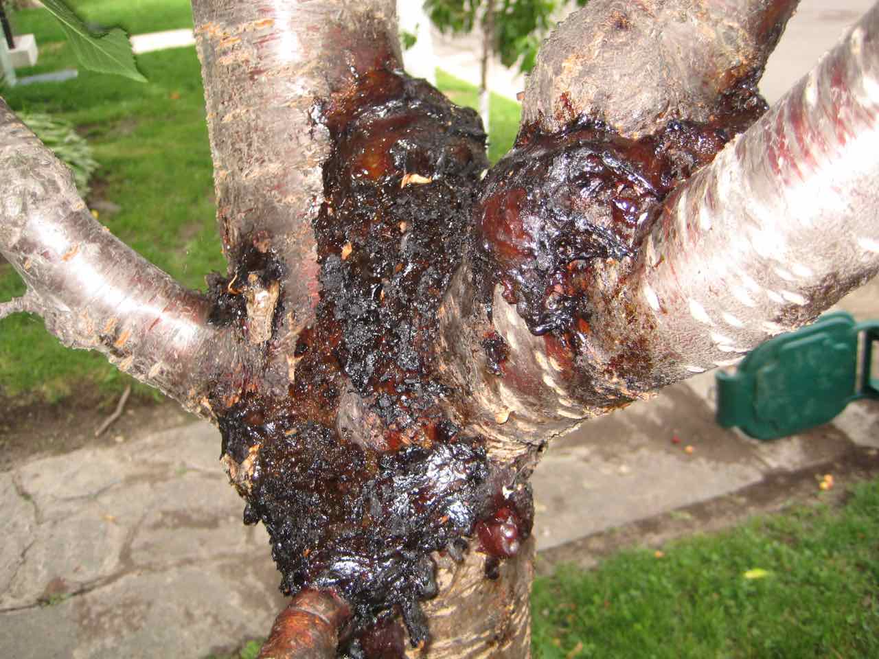 <p>Oozing holes in the tree or large knots that form around the trunk of the tree.</p>