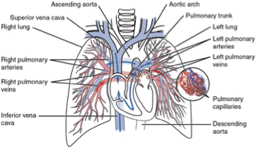 <p>What does this refer to</p><ul><li><p>Low-resistance, high-compliance system</p></li><li><p>Pressure: 15 mmHg (mean); Flow: ~5L/min</p></li><li><p>Thin-walled vessels accommodate entire cardiac output</p></li></ul><p></p>