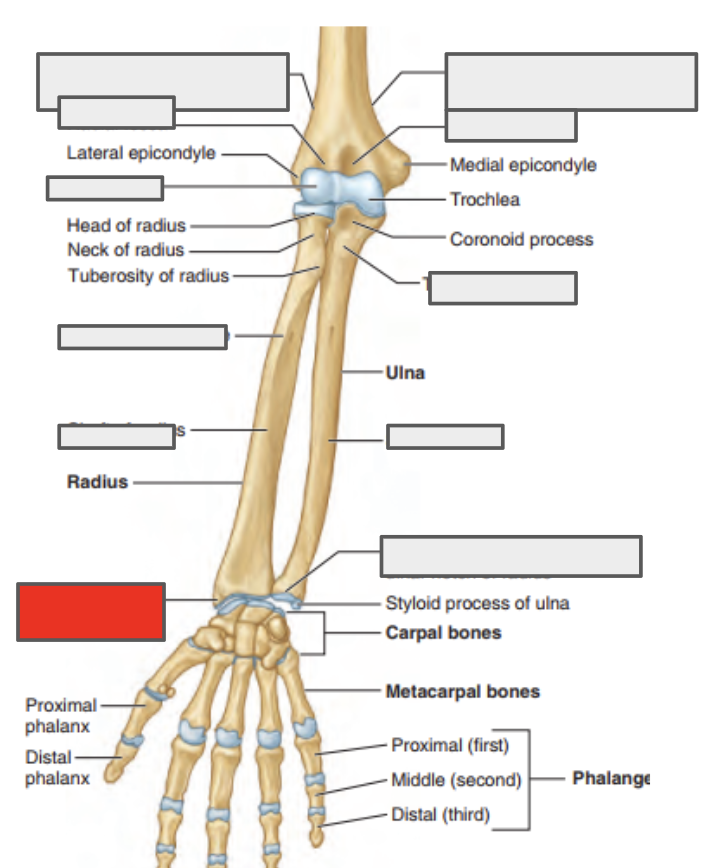 <p>Name the covered bone</p>