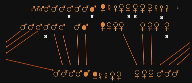 <p>Large number of males and females within a group. One alpha female and male. Very aggressive animals (fighting amongst themselves), and many dispersals of both genders. Alpha title can be fought, and whoever wins becomes the new alpha. A very complex structure. Lots of emigration and dispersal. </p>
