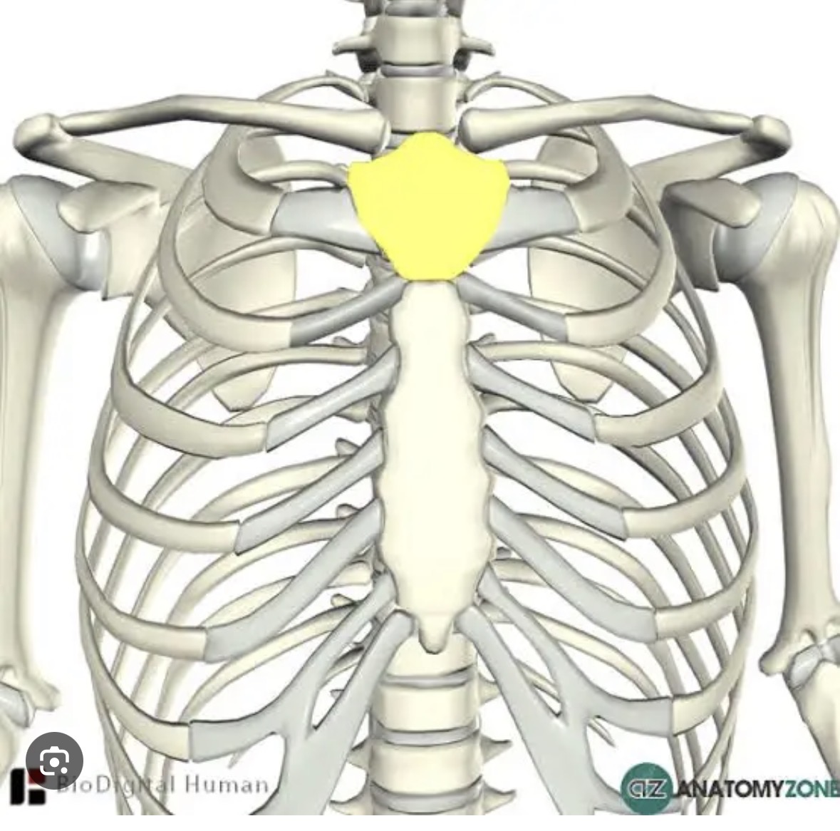 <p>Top of sternum</p>