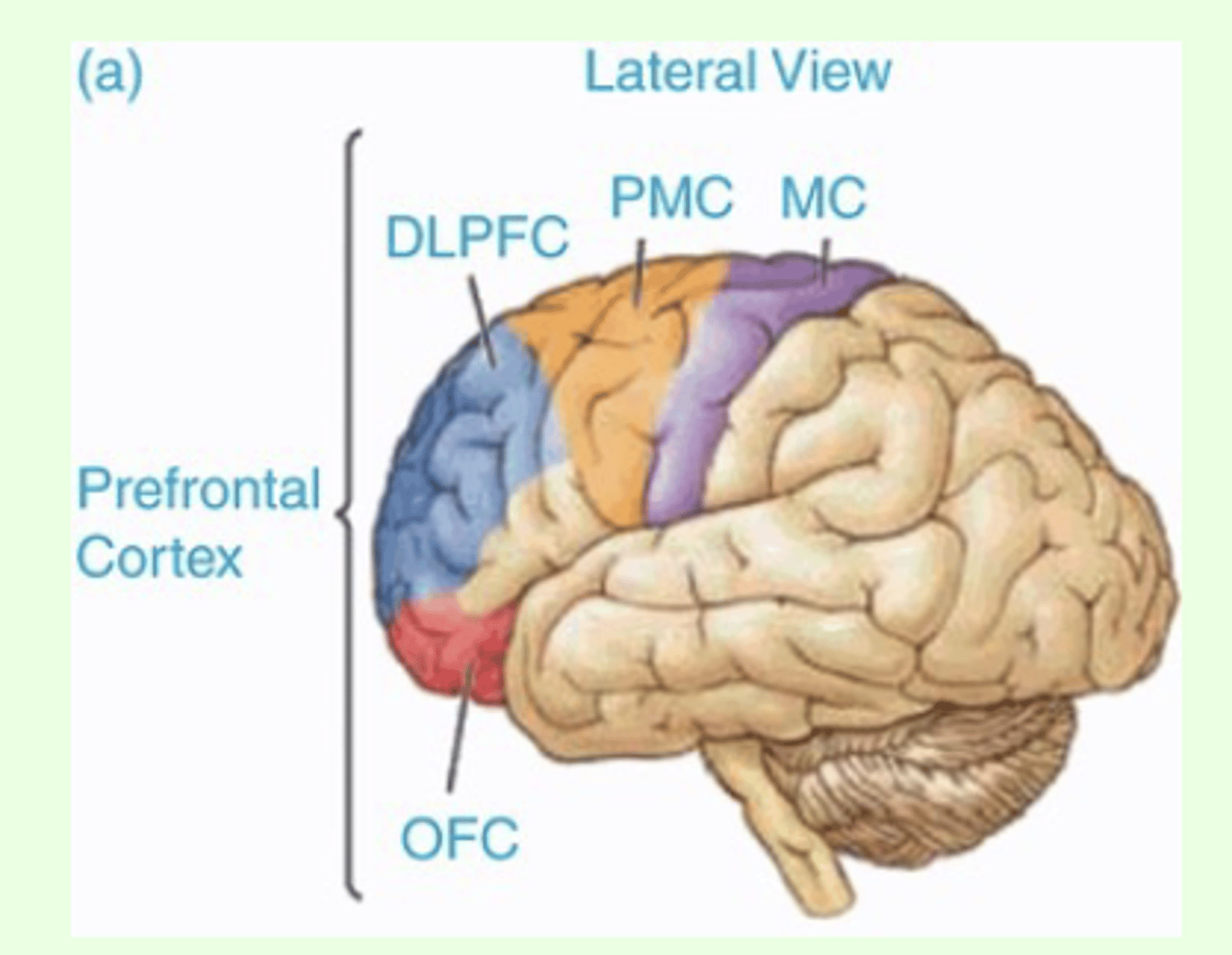 <p>working memory, cognitive flexibility, problem solving, and inhibition of rumination and worry</p>