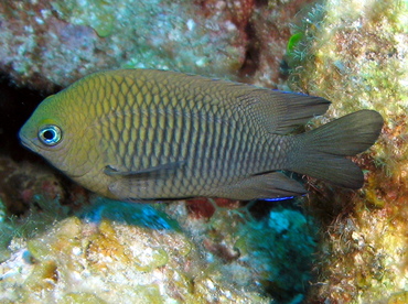 <p>May have green cast on head, scale edges dark, small dark spot on upper opercular fin base, dorsal and anal fin extend well beyond caudal fin base (Juveniles yellow with blue lines on head that merge spots on upper body, black ocellated spot on dorsal fin)</p>