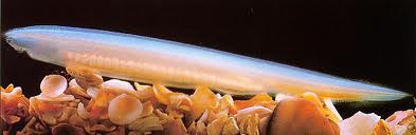 <p>what subphylum does this organism belong to?</p>