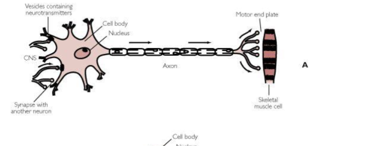 <p>What neuron is this</p>