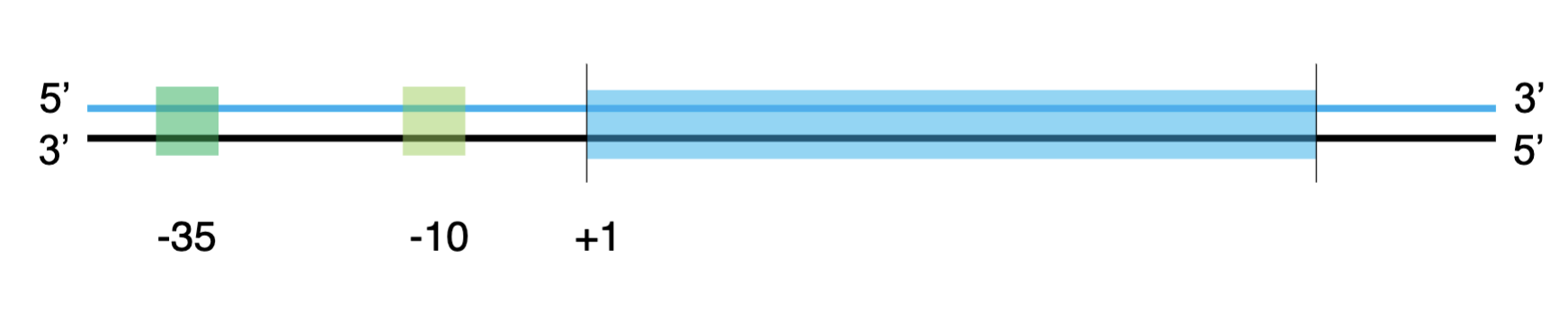 <p>numbers increase</p>